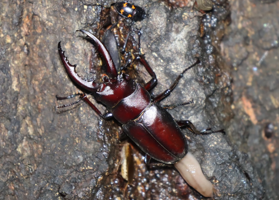 ノコギリクワガタのペア、コクワガタ♀_No．7のクヌギ_クワガタ達のオアシス _2023年6月9日20時55分気温20.4度